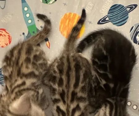 WildEdge Bengals