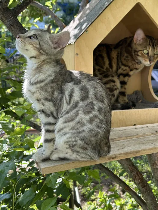 WildEdge Bengals Picture 6