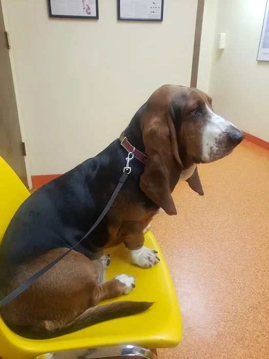 Academy Veterinary Hospital Picture 6