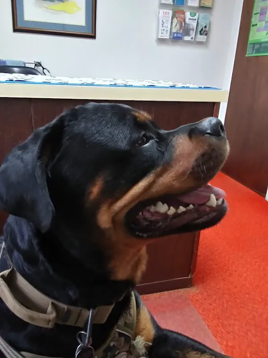 Academy Veterinary Hospital Picture 1