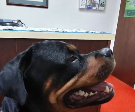 Academy Veterinary Hospital