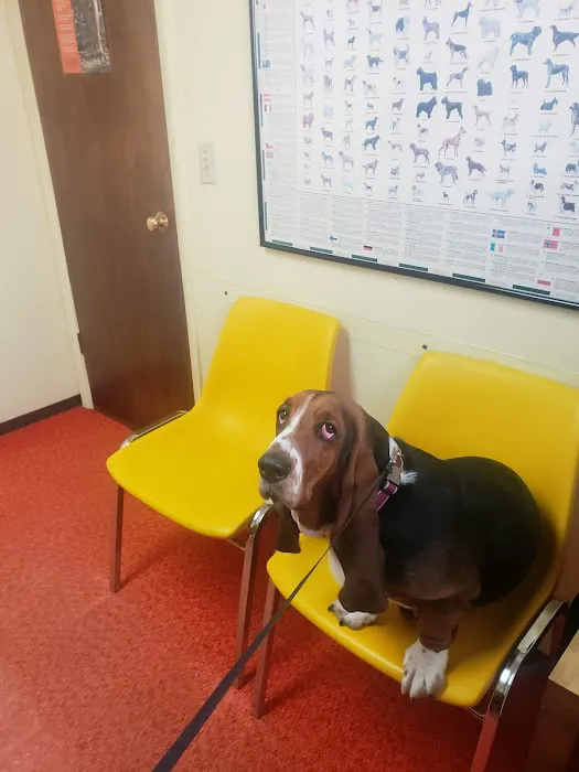 Academy Veterinary Hospital Picture 5