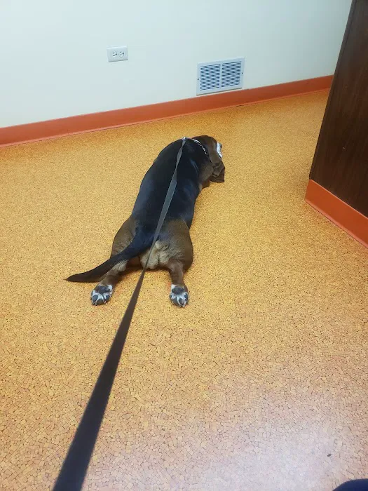 Academy Veterinary Hospital Picture 4