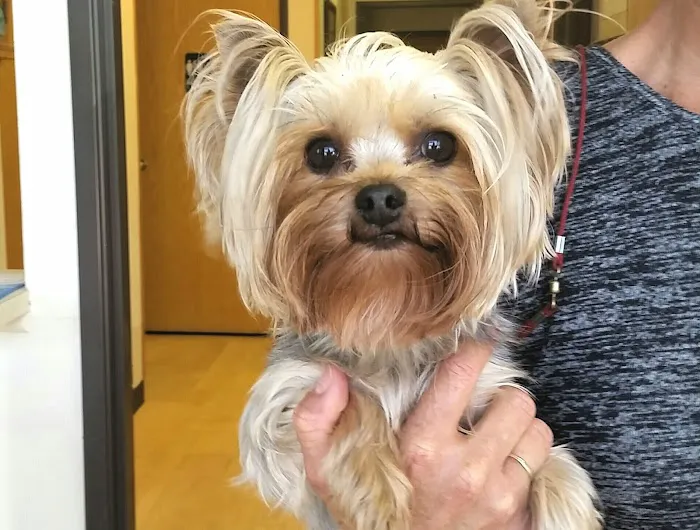 Valley Veterinary Hospital Denver Picture 3