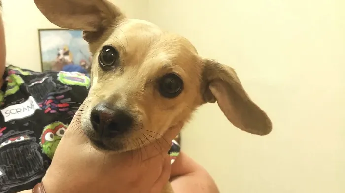 Valley Veterinary Hospital Denver Picture 1