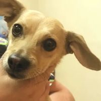 Valley Veterinary Hospital Denver ico