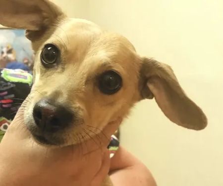 Valley Veterinary Hospital Denver