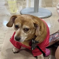 Barclay Hills Animal Clinic ico
