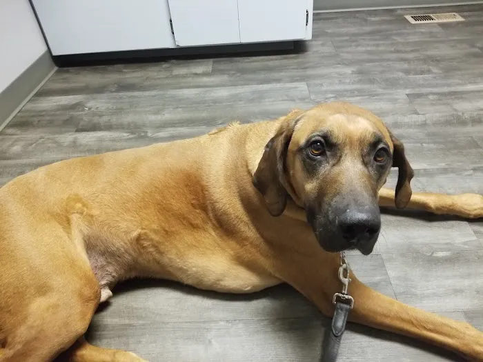 Barclay Hills Animal Clinic Picture 2