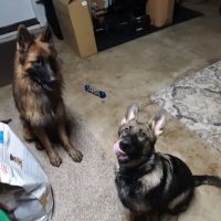 Pioneer Animal Hospital ico