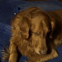 Eastlake Veterinary Services ico