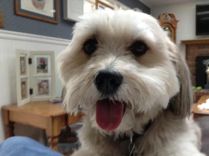 Eastlake Veterinary Services Picture 4