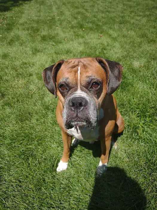 Community Pet Hospital, Washington Picture 1