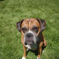 Community Pet Hospital, Washington ico