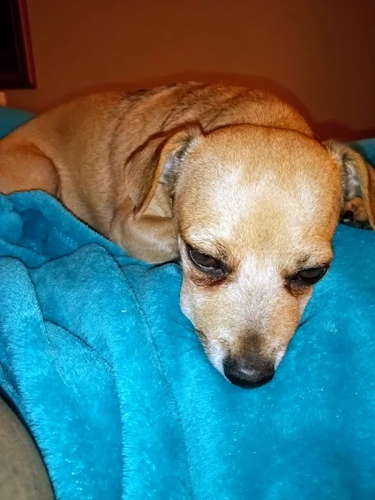 Community Pet Hospital, Washington Picture 2