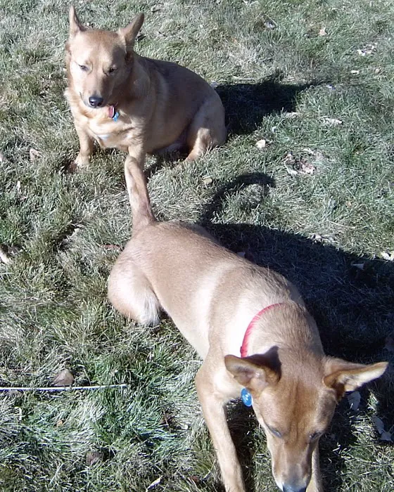Community Pet Hospital, Washington Picture 10