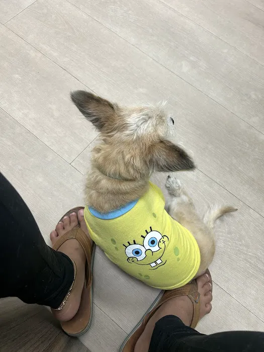 Community Pet Hospital, Washington Picture 7