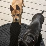 Community Pet Hospital, Riverdale