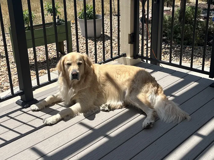 CityVet | Thornton Picture 4