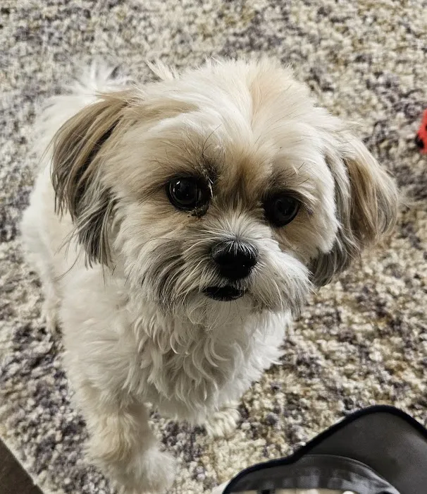 CityVet | Thornton Picture 6