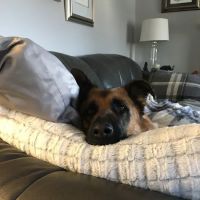 Mountain West Veterinary Imaging ico