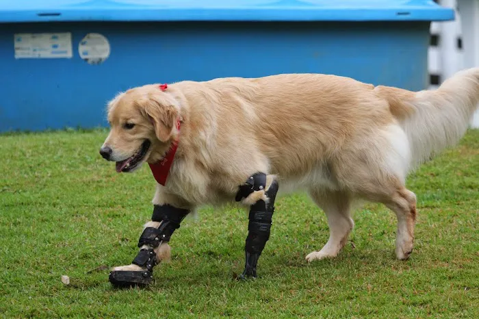 OrthoPets Veterinary Orthotics and Prosthetics Center Picture 4