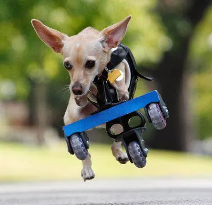 OrthoPets Veterinary Orthotics and Prosthetics Center Picture 1