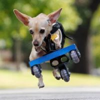 OrthoPets Veterinary Orthotics and Prosthetics Center ico