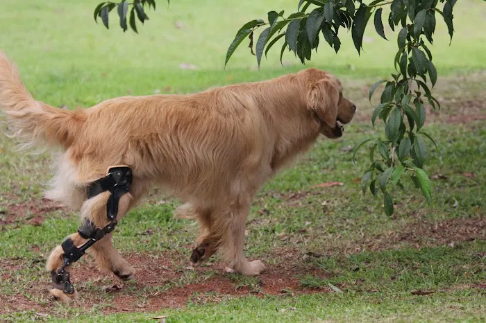 OrthoPets Veterinary Orthotics and Prosthetics Center Picture 7