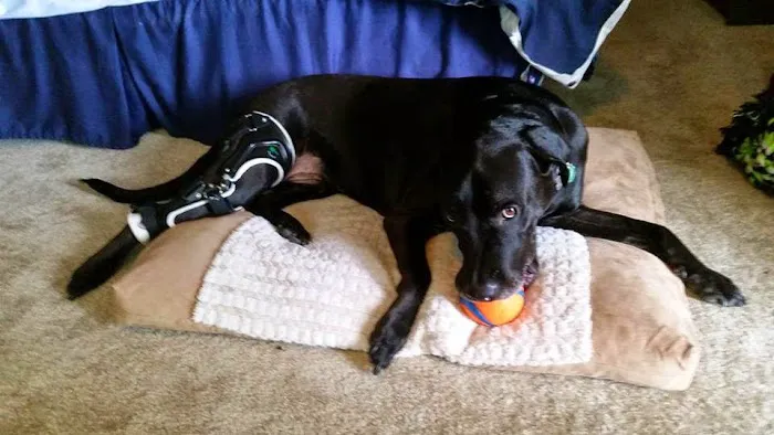 OrthoPets Veterinary Orthotics and Prosthetics Center Picture 8
