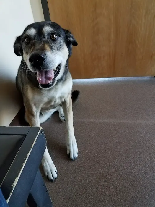 Paws and Claws Veterinary Clinic Picture 5