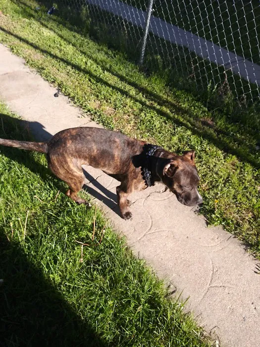 Northside Emergency Pet Clinic Picture 1