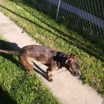 Northside Emergency Pet Clinic