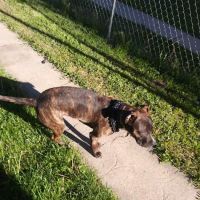 Northside Emergency Pet Clinic ico