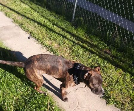 Northside Emergency Pet Clinic