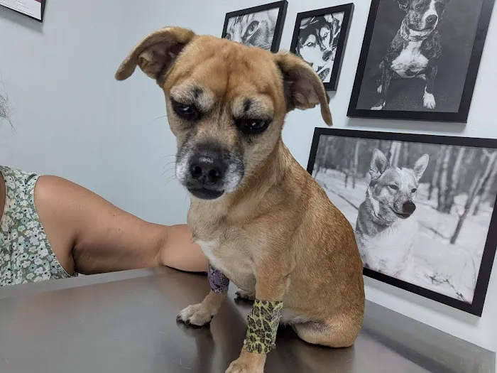 Northside Emergency Pet Clinic Picture 4