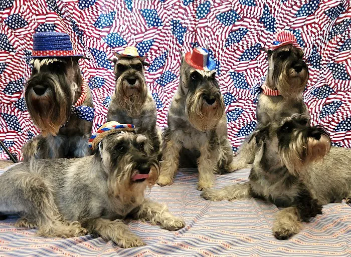 Choice Veterinary Specialists Picture 3