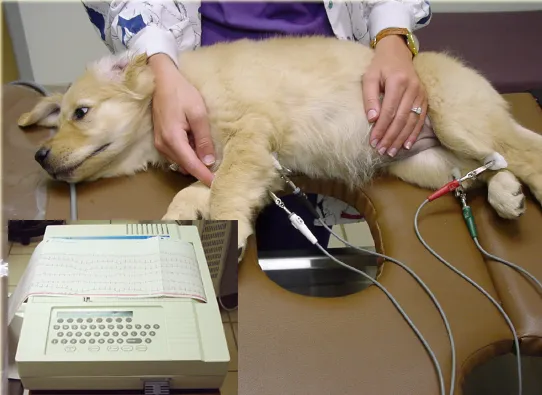 Choice Veterinary Specialists Picture 6