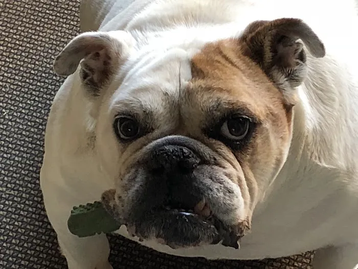 Choice Veterinary Specialists Picture 9