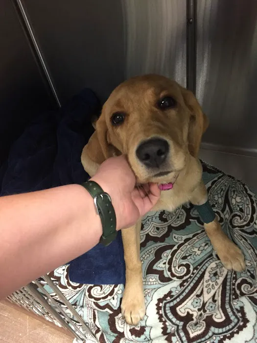 Liberty Animal Hospital Picture 10