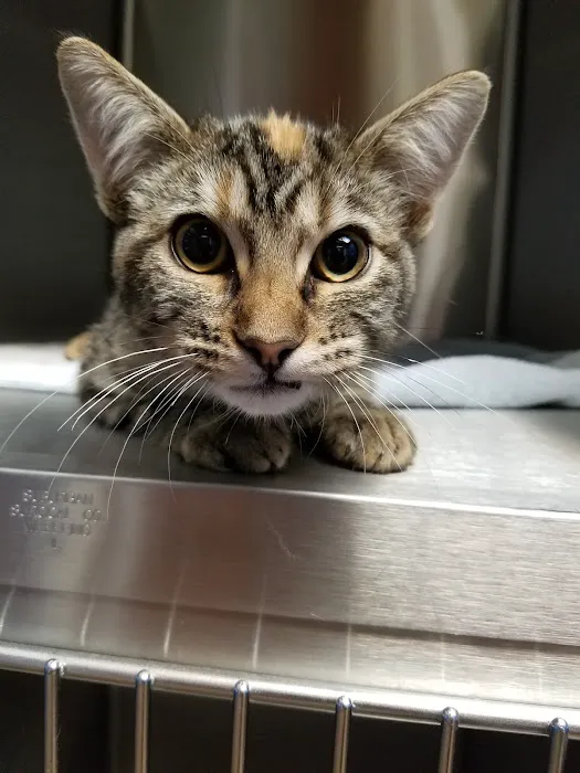 Liberty Animal Hospital Picture 1