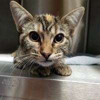 Liberty Animal Hospital ico