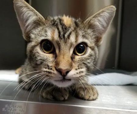 Liberty Animal Hospital
