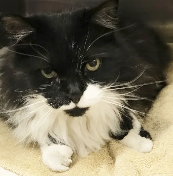 Liberty Animal Hospital Picture 4