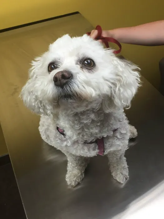 Liberty Animal Hospital Picture 9
