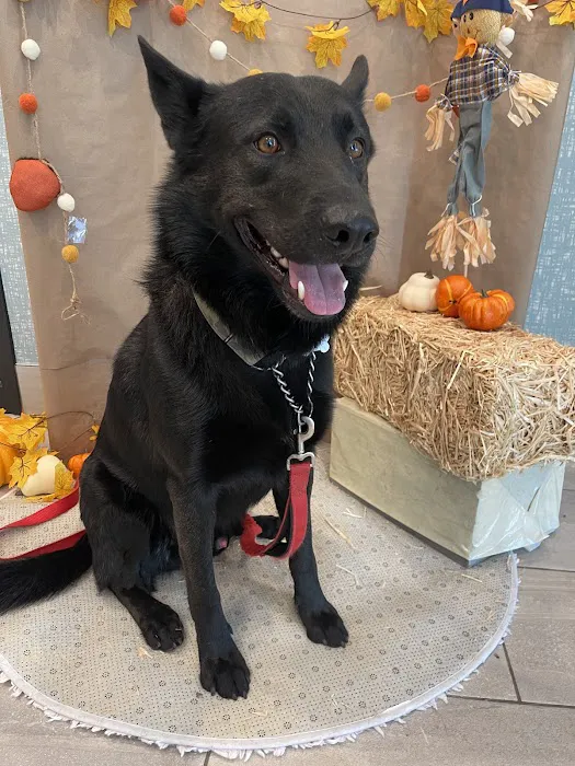 Liberty Animal Hospital Picture 8