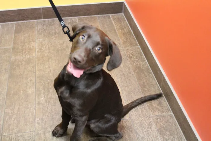 Liberty Animal Hospital Picture 5