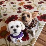 Banfield Pet Hospital