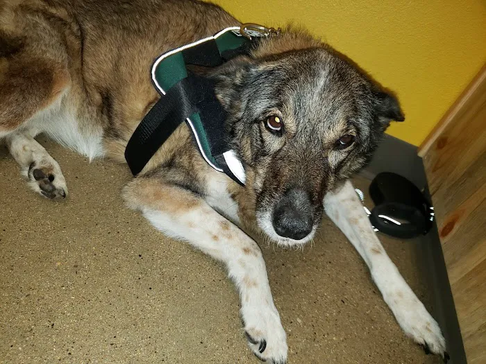 Legacy Veterinary Clinic Picture 5