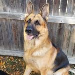 Banfield Pet Hospital